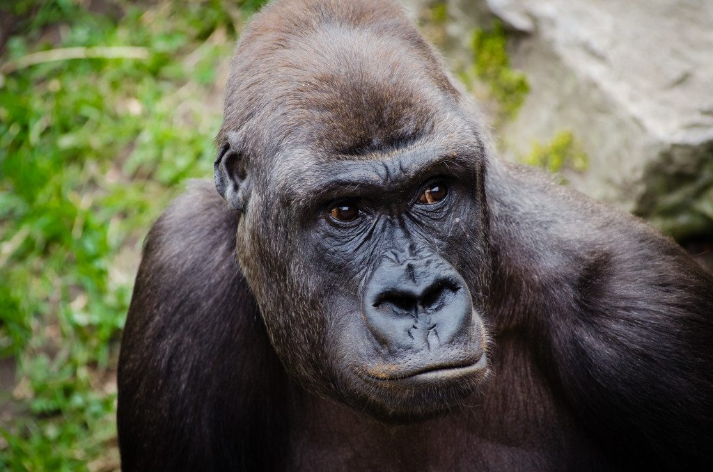 'Happy to be here?' 'Gorilla' by Matthias Appel," CC BY